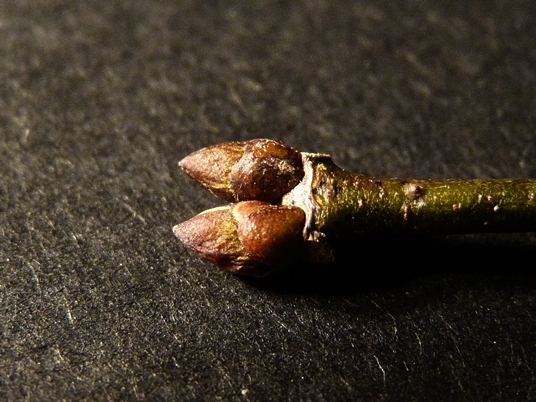 {Staphylea trifolia}